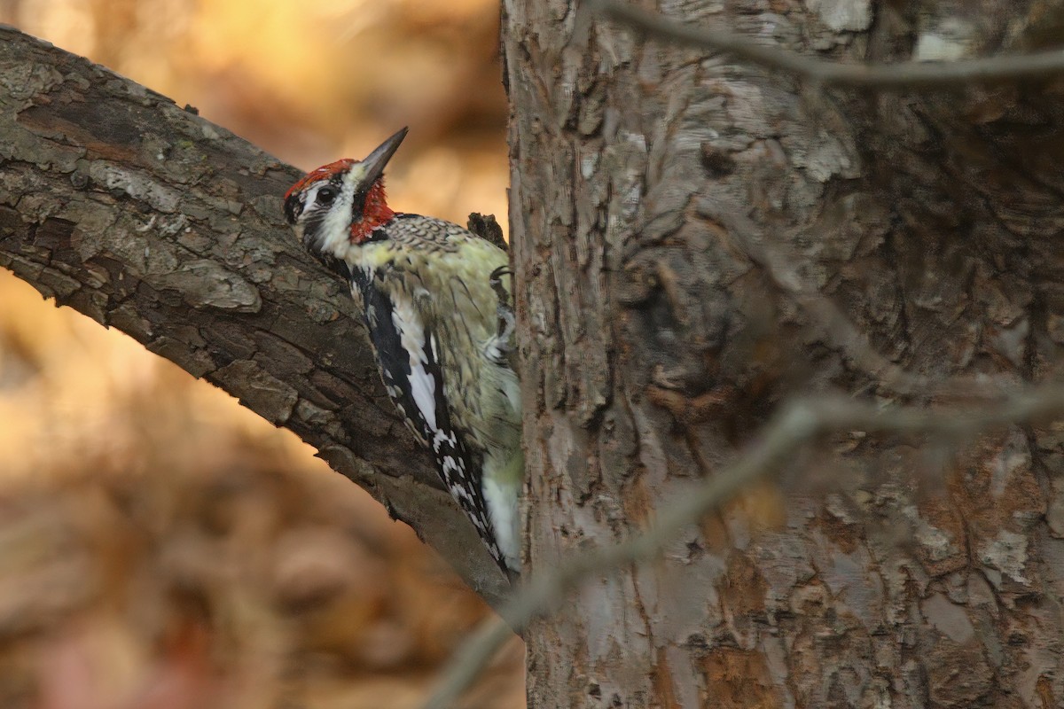 Yellow-bellied Sapsucker - ML646218209