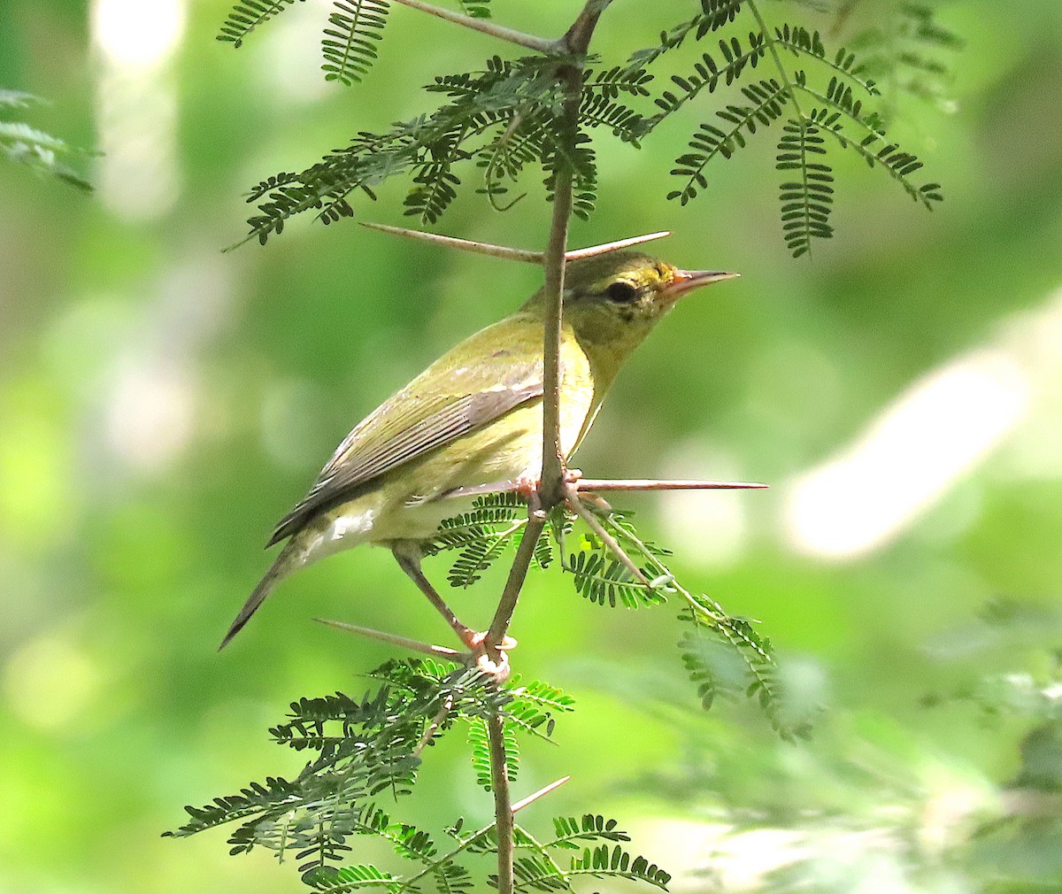 Tennessee Warbler - ML646218211