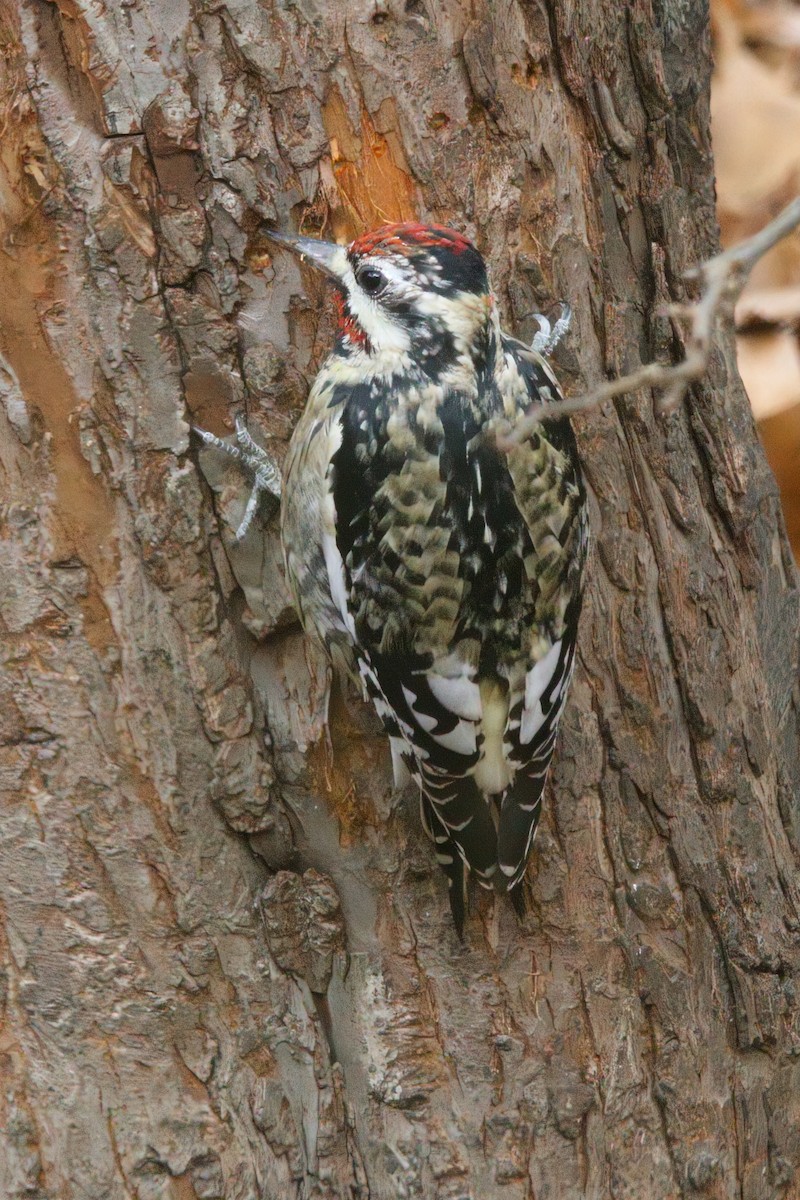 Yellow-bellied Sapsucker - ML646218212