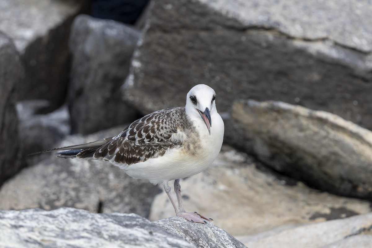 Мартин галапагоський - ML646218213