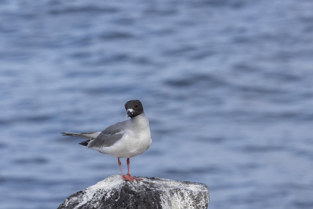 Мартин галапагоський - ML646218214