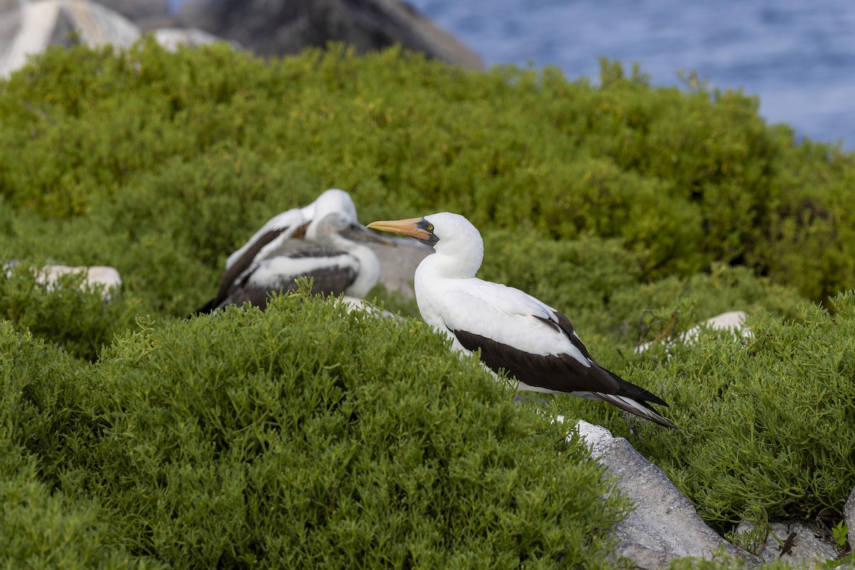 Nazca Booby - ML646218221