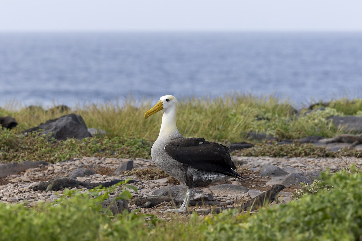 galapagosalbatross - ML646218227