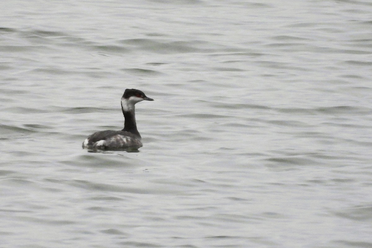 Красношейная поганка - ML646218228