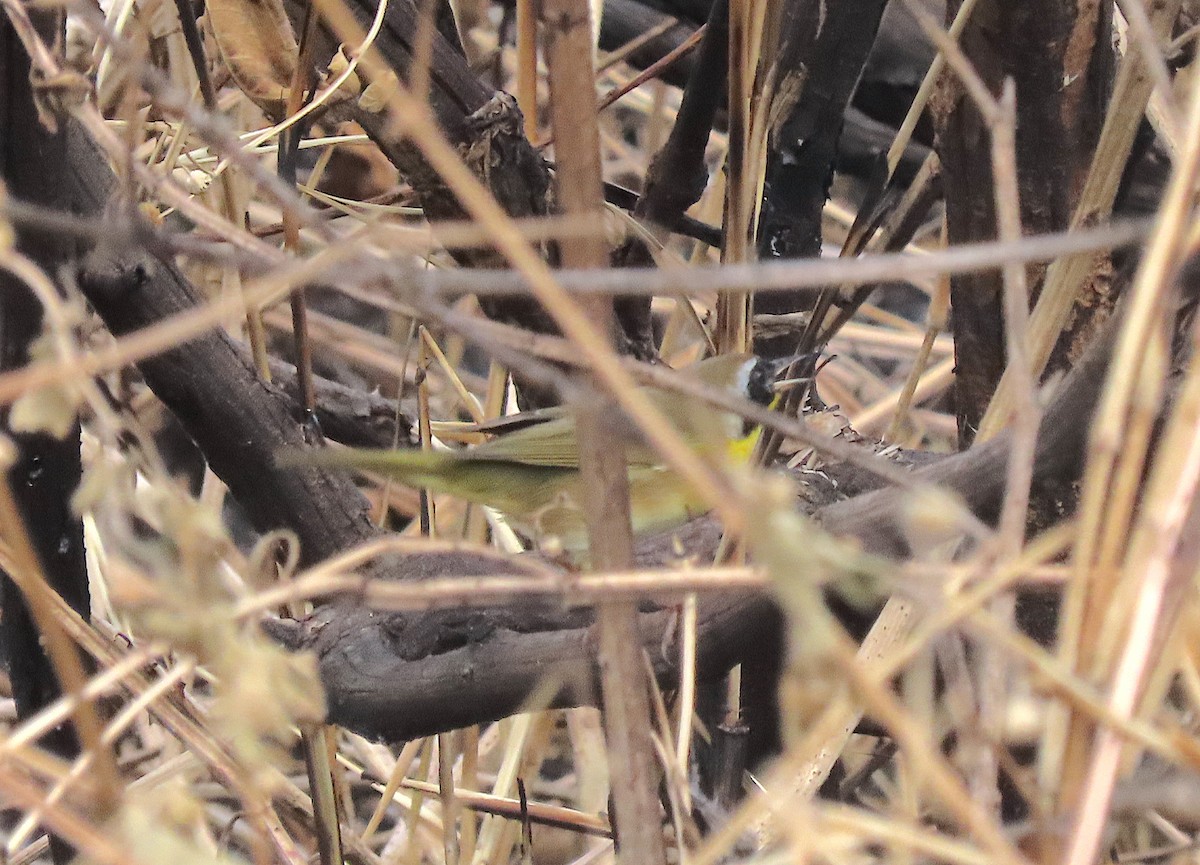 Common Yellowthroat - ML646218229