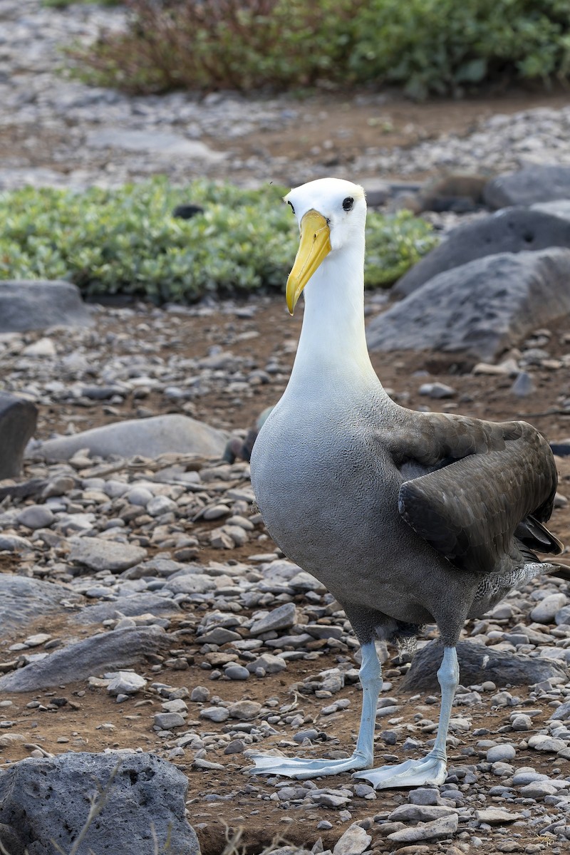 Waved Albatross - ML646218243