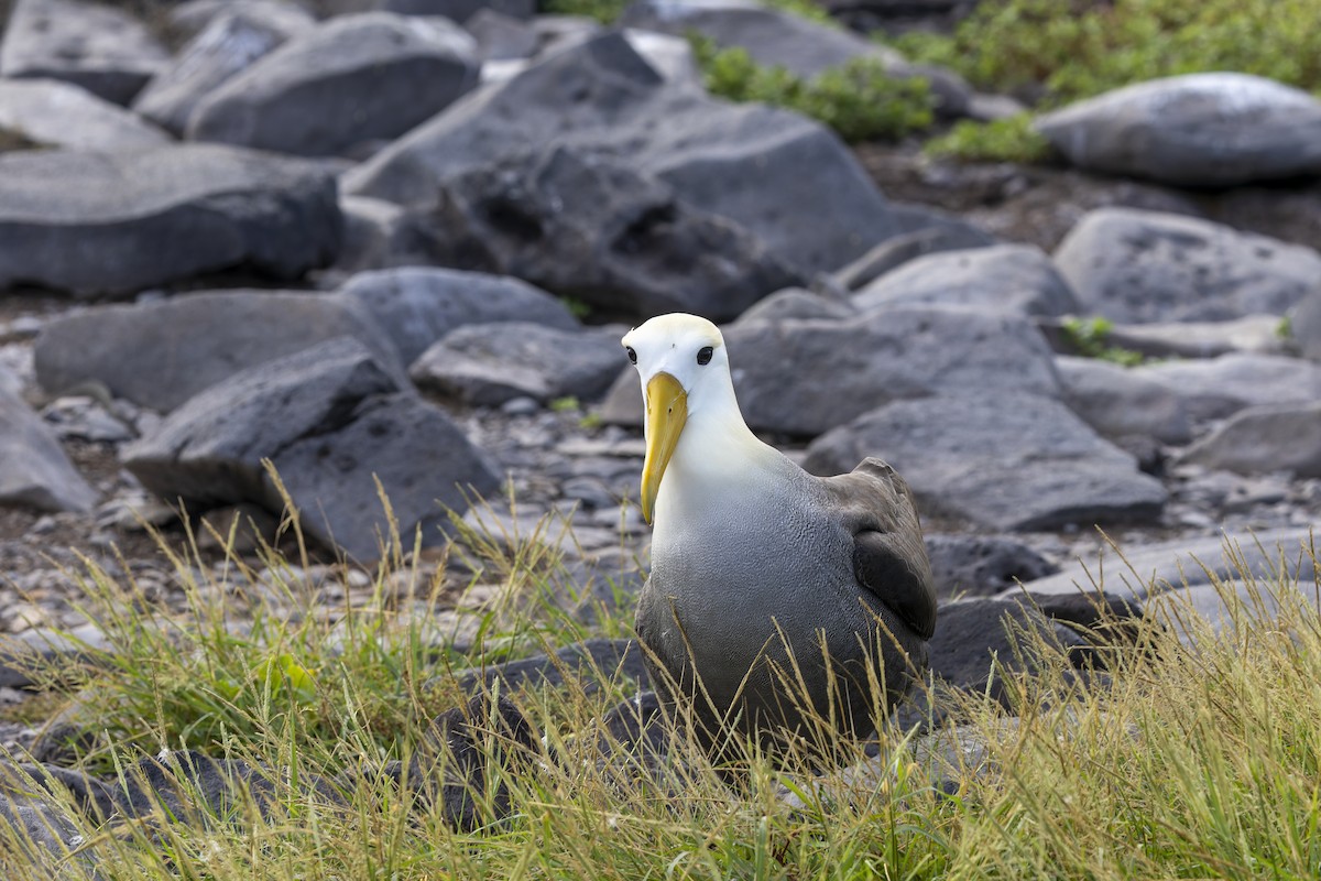 Waved Albatross - ML646218244