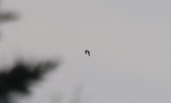 gull sp. - ML646218248