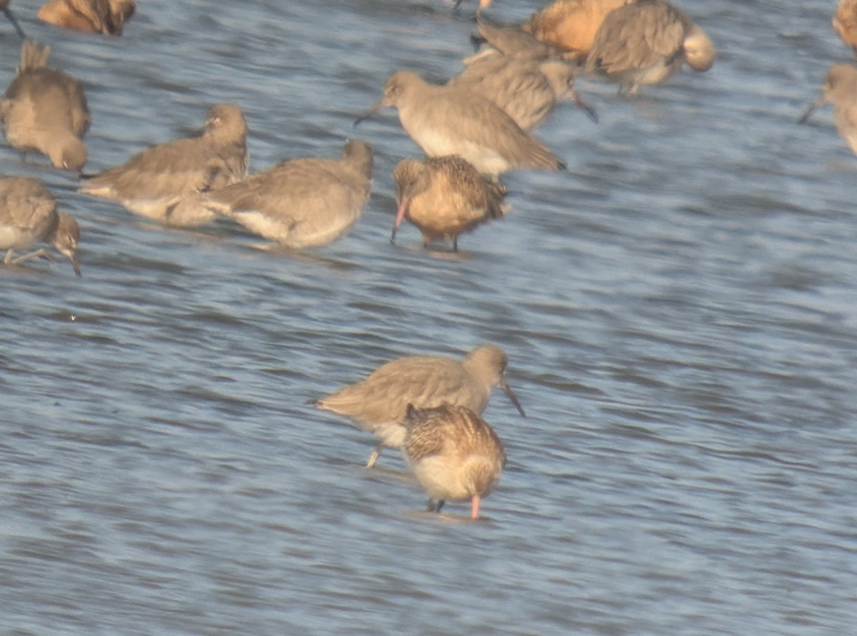 Pfuhlschnepfe - ML646218251