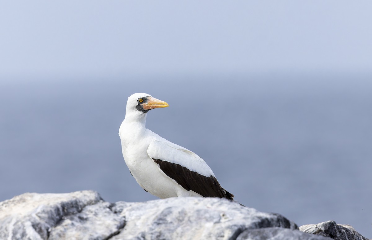 Nazca Booby - ML646218253