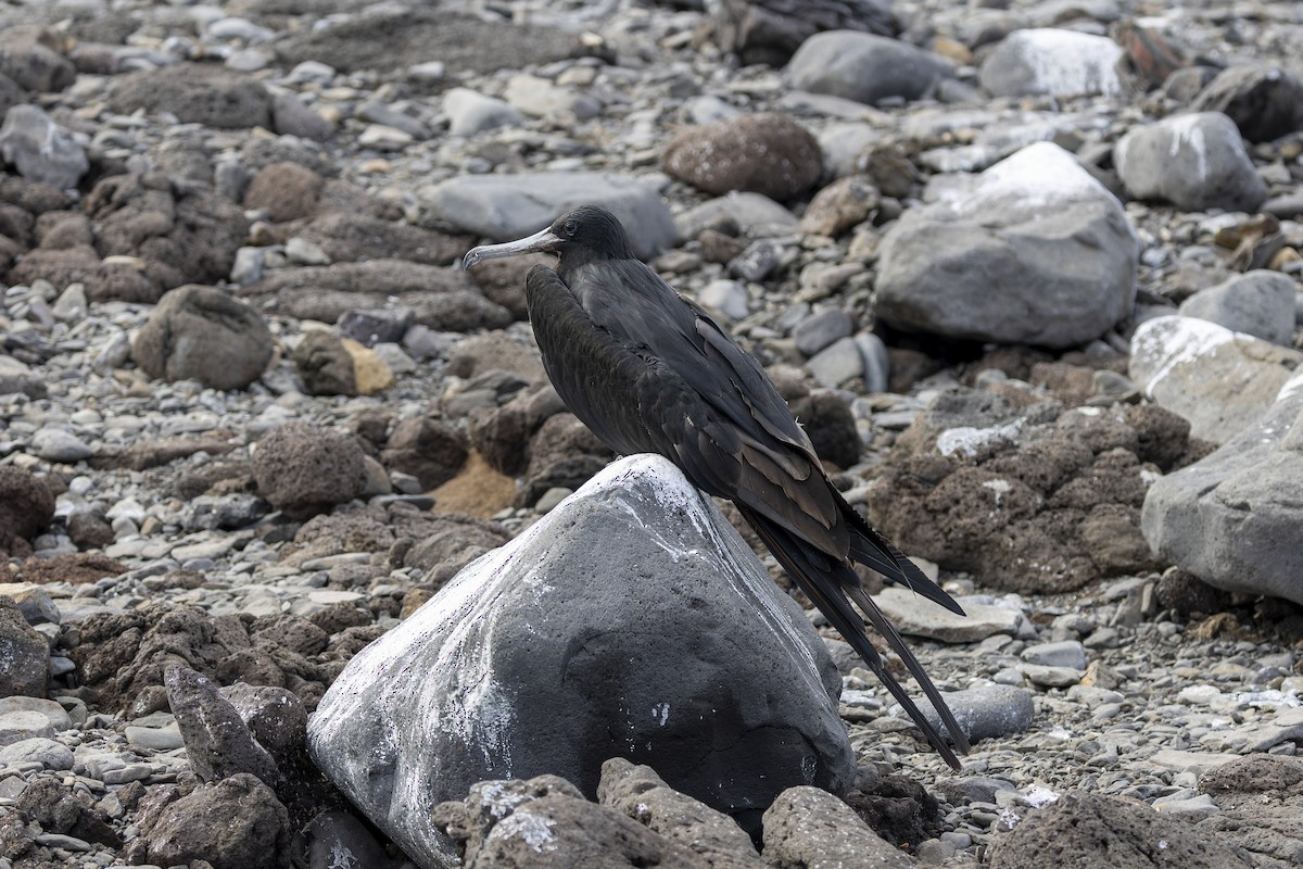 Magnificent Frigatebird - ML646218259