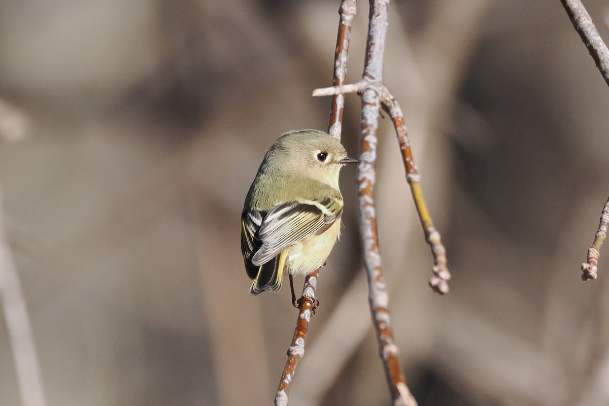 Ruby-crowned Kinglet - ML646218260