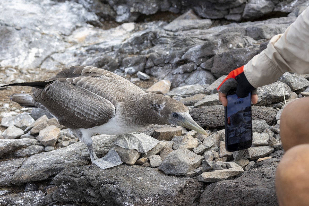 Blue-footed Booby - ML646218262