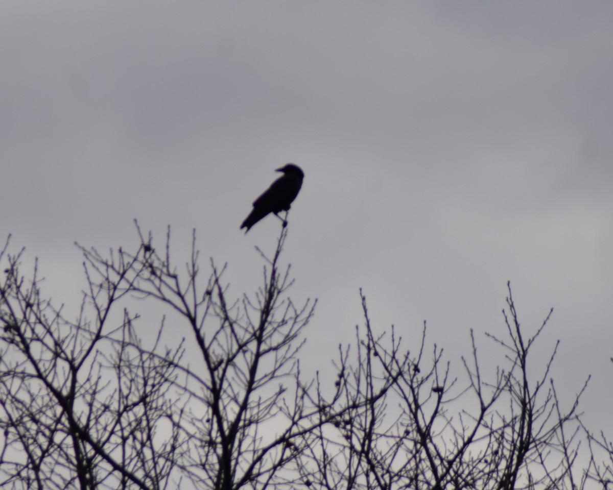 Amerika Kargası - ML646218263