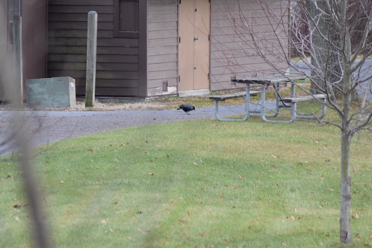 Amerika Kargası - ML646218265