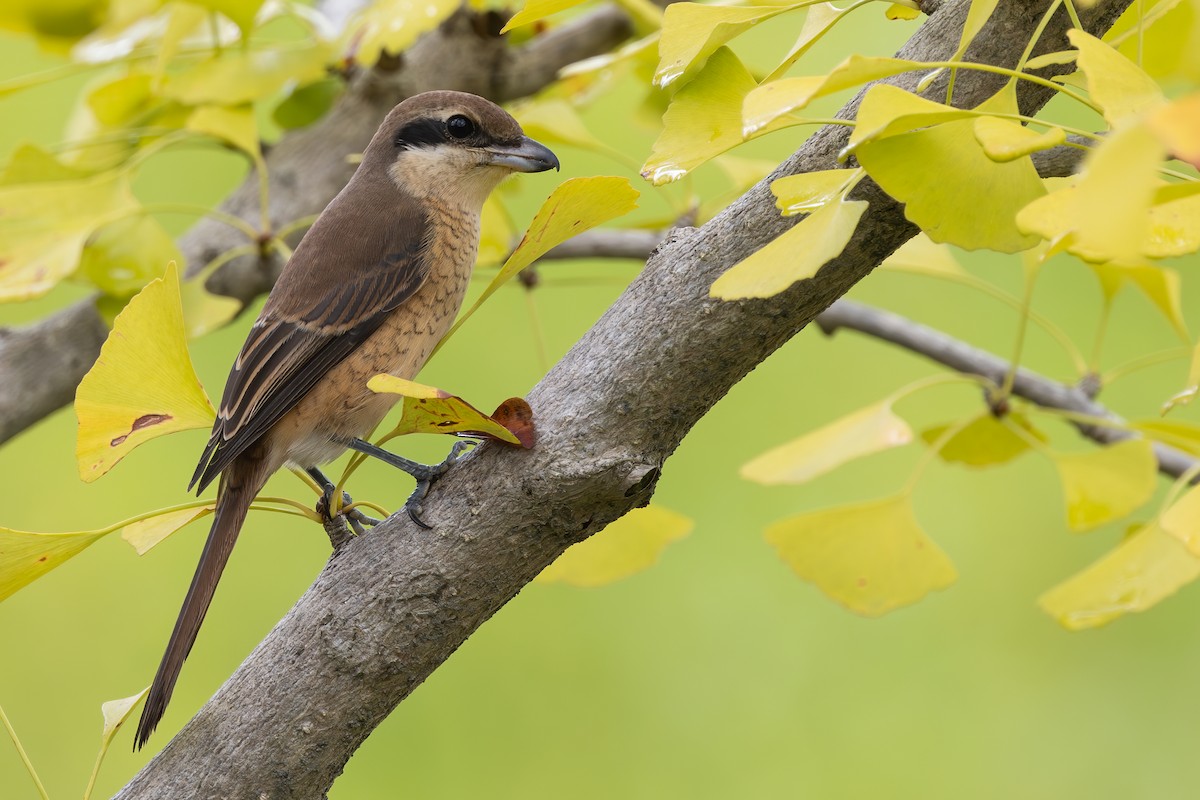 Kahverengi Örümcekkuşu (cristatus/confusus) - ML646218268