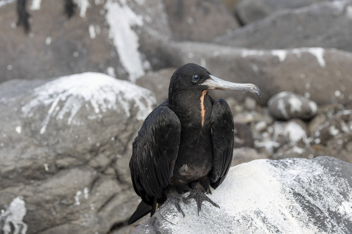 Muhteşem Fregatkuşu - ML646218270