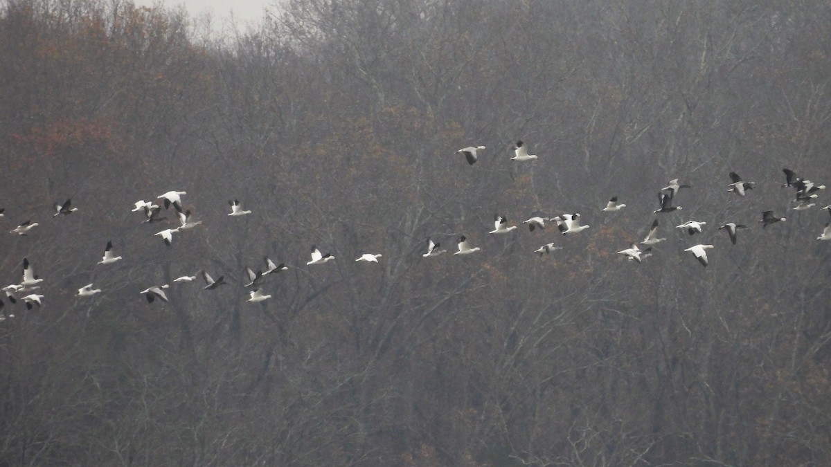 Snow Goose - ML646218271