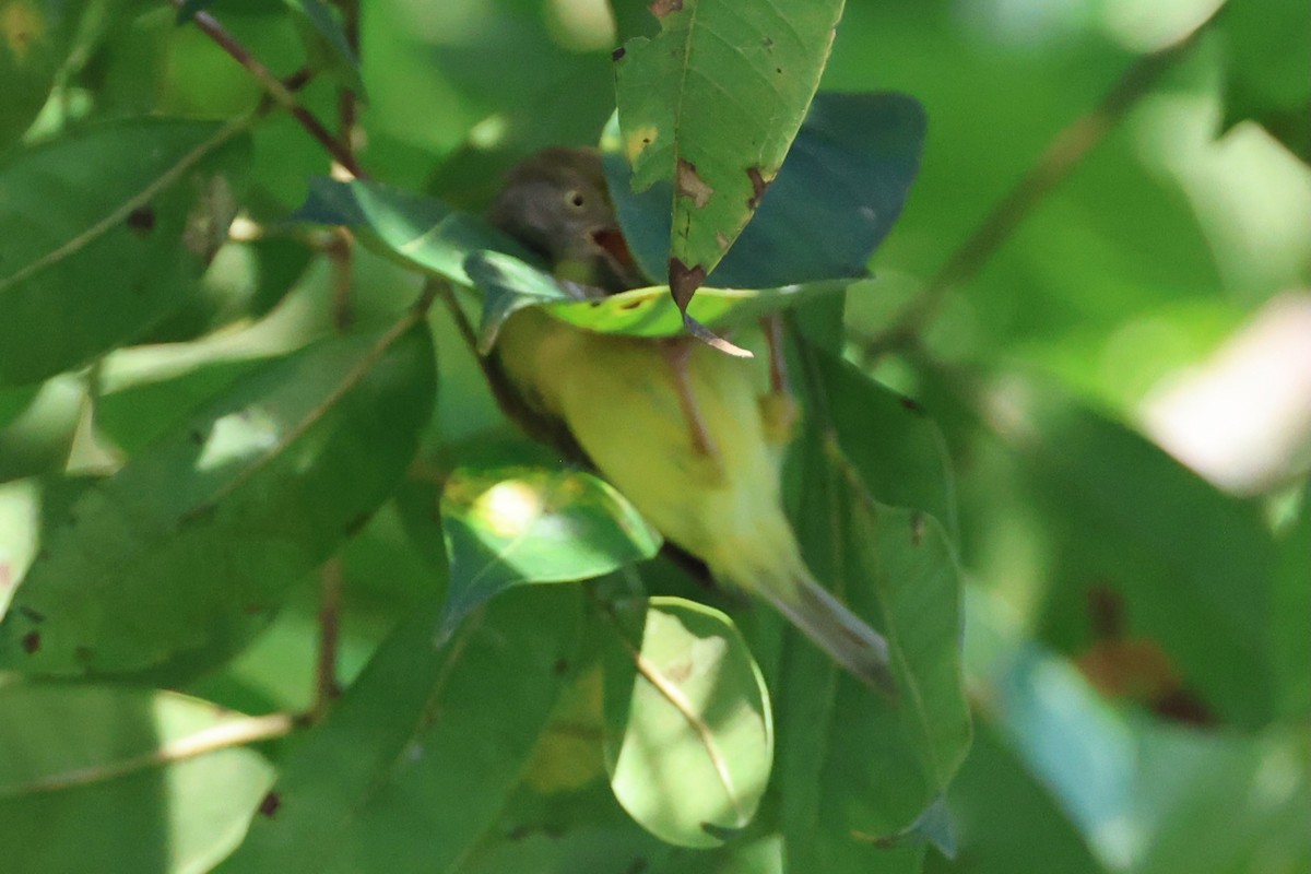 Çalılık Yaprak Vireosu - ML646218272