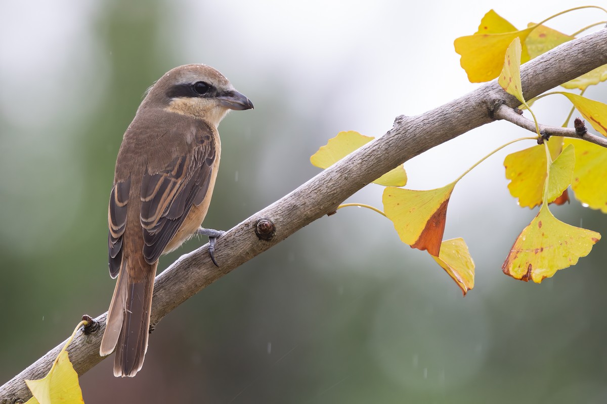 Kahverengi Örümcekkuşu (cristatus/confusus) - ML646218274