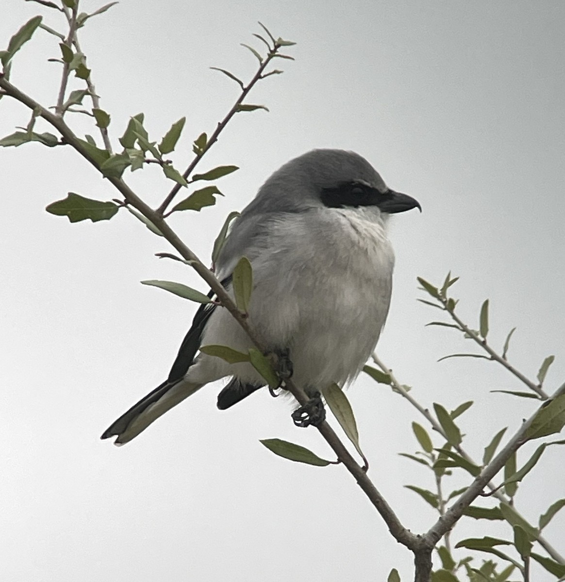 Amerika Örümcekkuşu - ML646218275