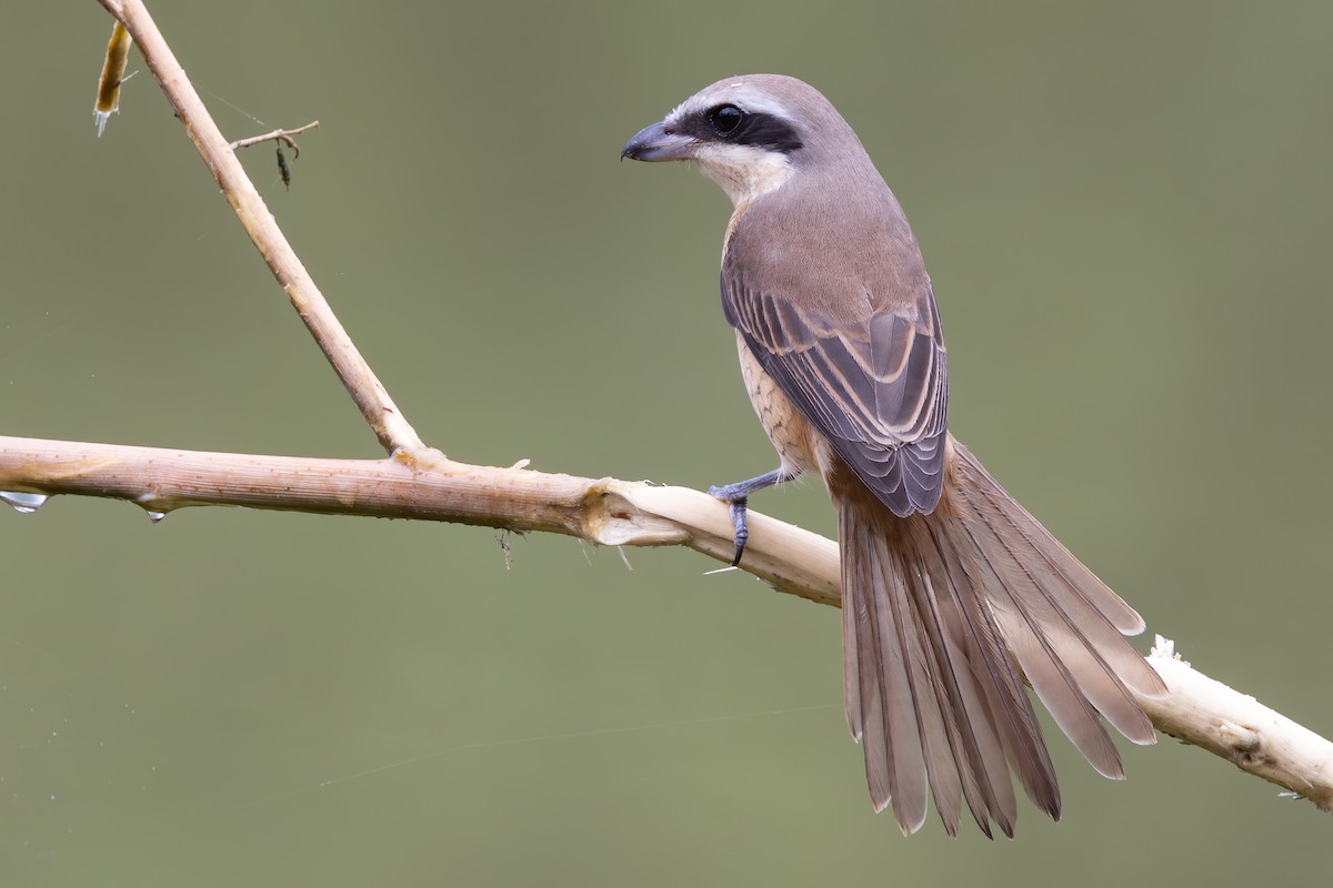 Kahverengi Örümcekkuşu (cristatus/confusus) - ML646218276