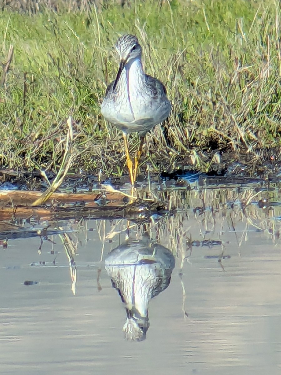 Büyük Sarıbacak - ML646218277