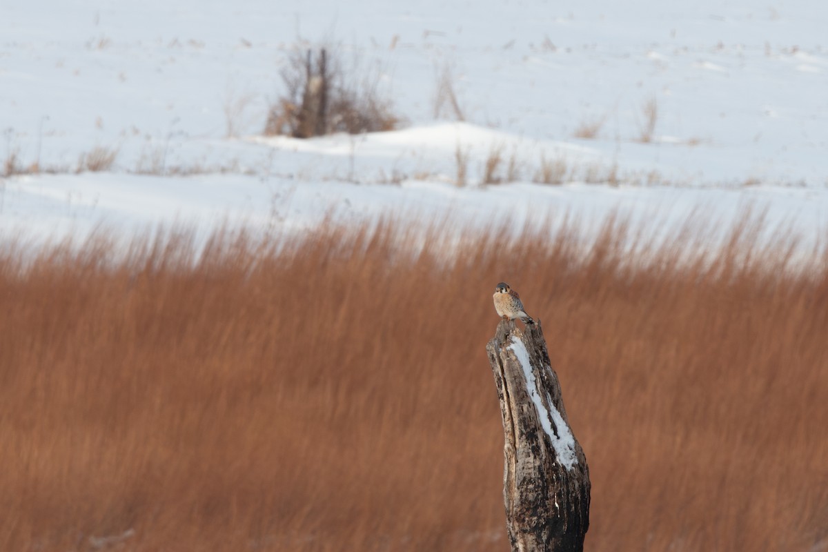 Ala Kerkenez - ML646218278