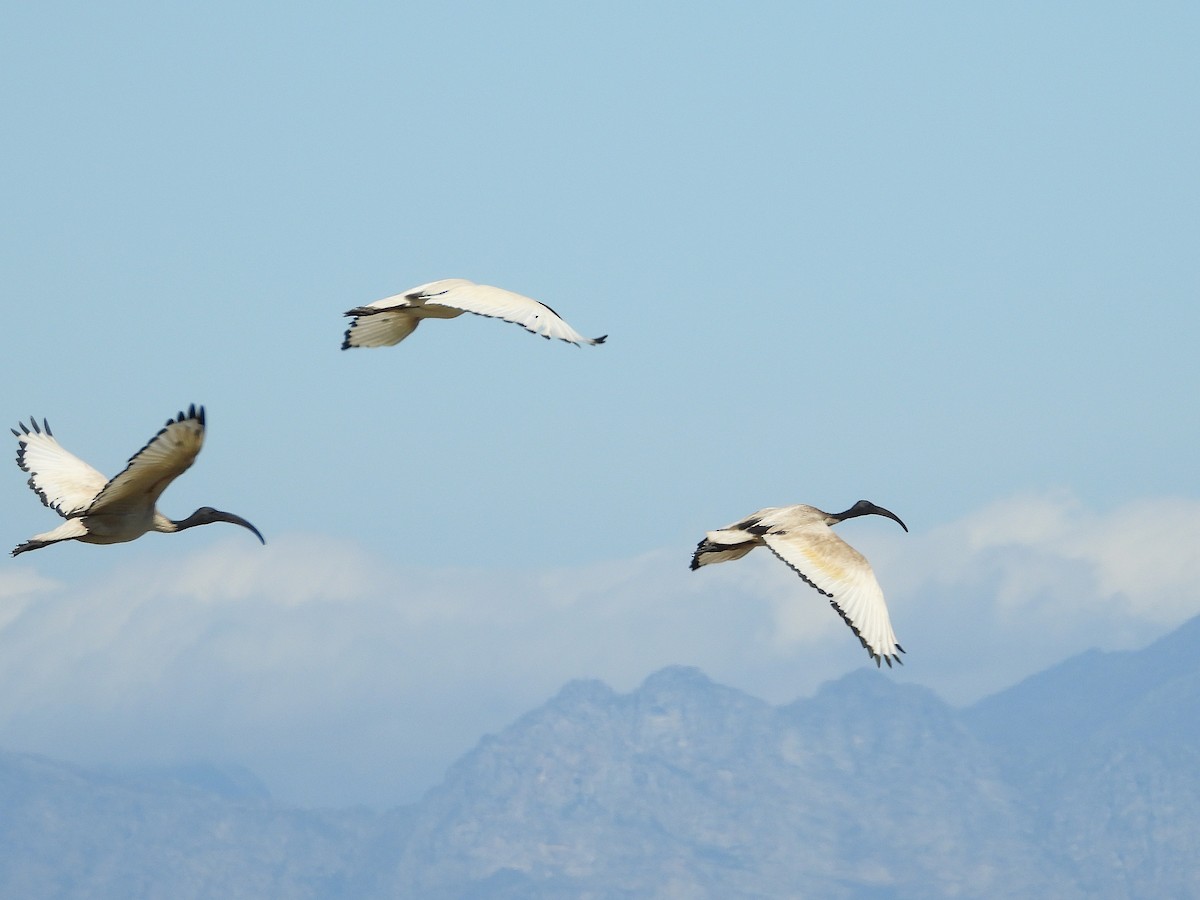 Kutsal Aynak - ML646218280