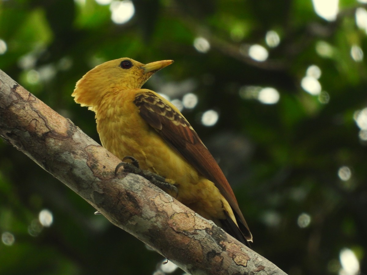 Saman Sarısı Ağaçkakan - ML646218281