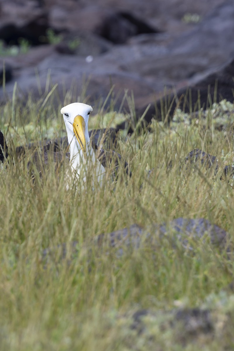 Yazılı Albatros - ML646218282