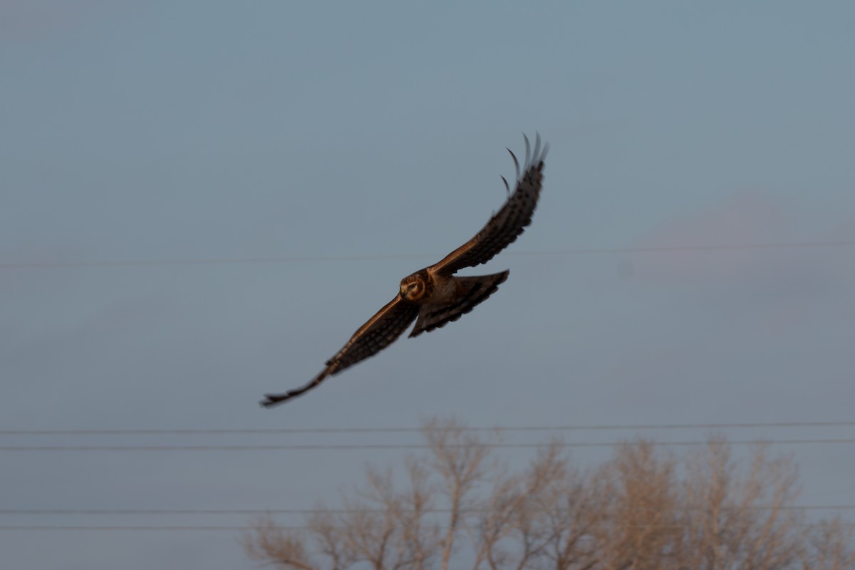 Amerika Delicesi - ML646218283