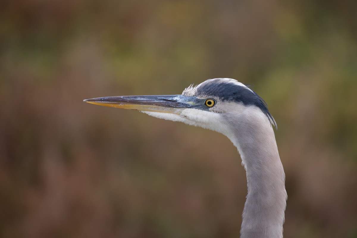 Amerika Gri Balıkçılı - ML646218284