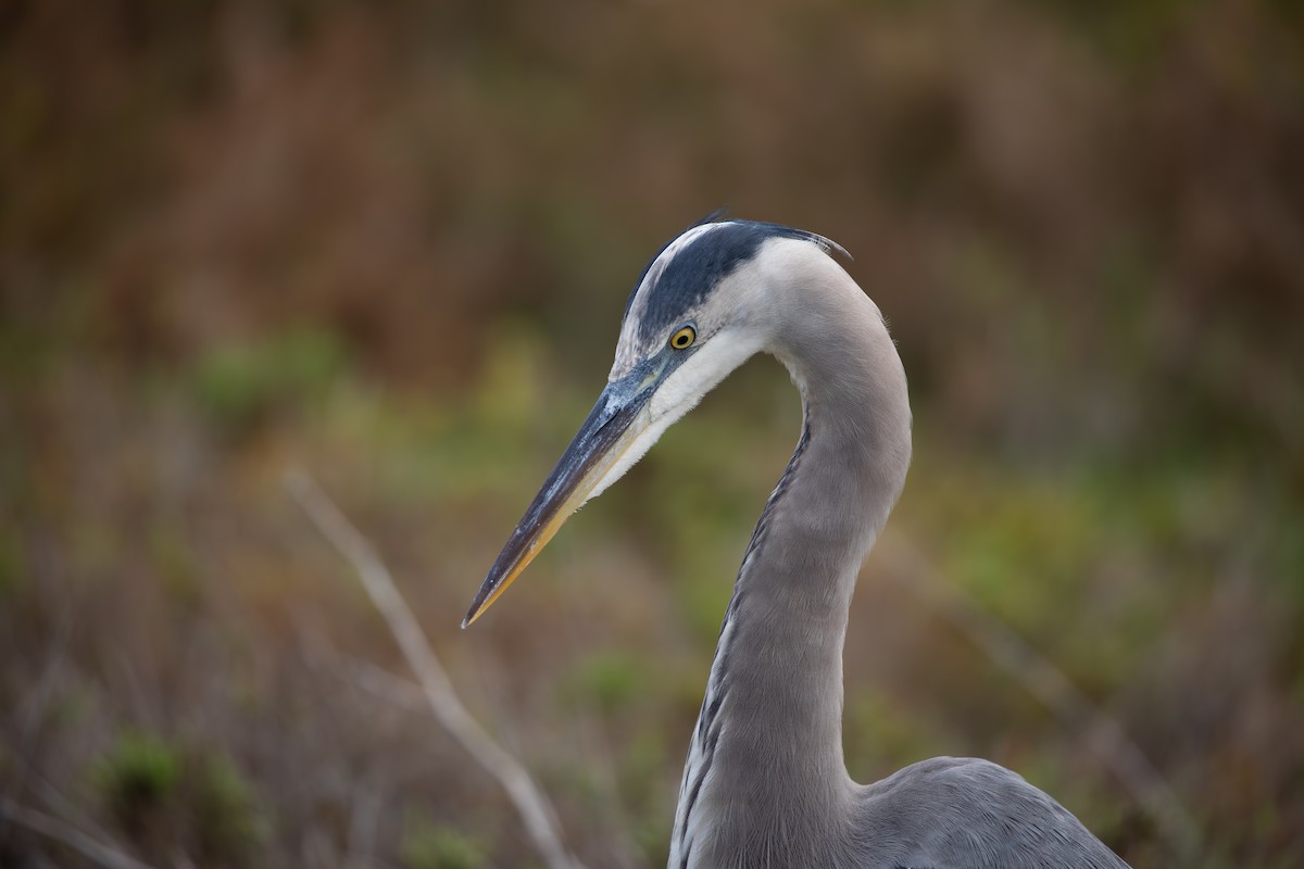 Amerika Gri Balıkçılı - ML646218285