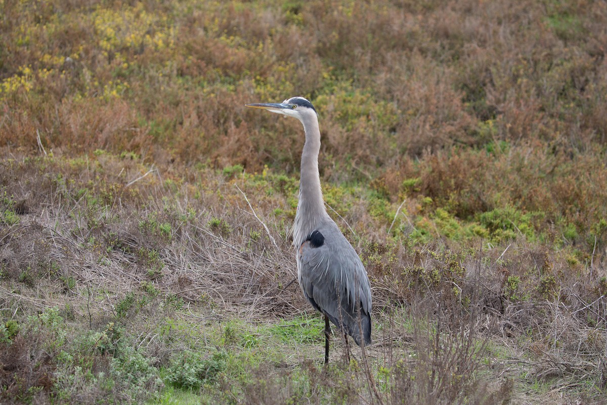 Amerika Gri Balıkçılı - ML646218286