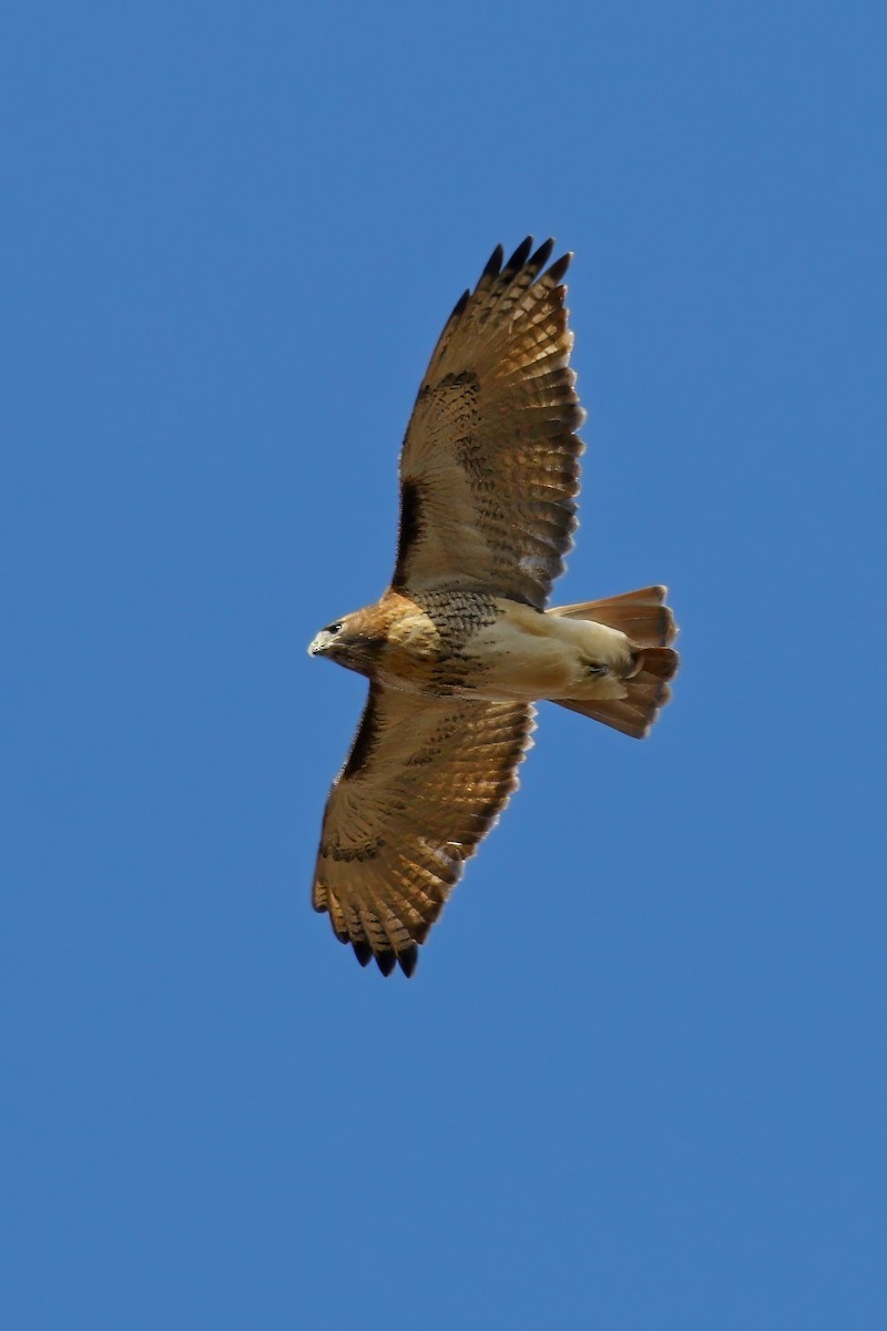 Kızıl Kuyruklu Şahin - ML646218288