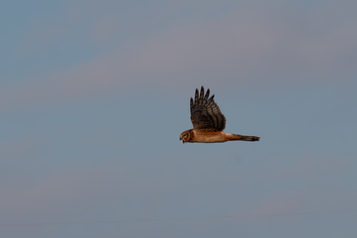 Amerika Delicesi - ML646218289