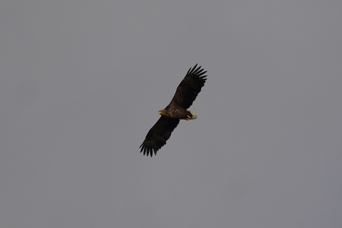 Ak Kuyruklu Kartal - ML646218290