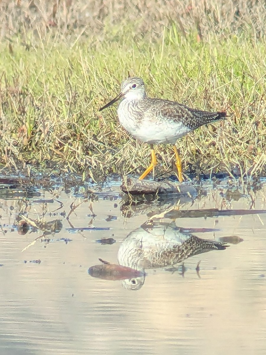 Büyük Sarıbacak - ML646218292