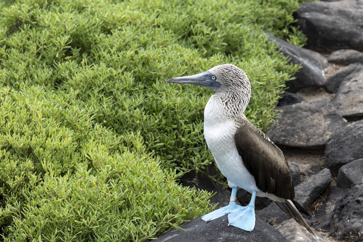 Mavi Ayaklı Sümsük - ML646218293