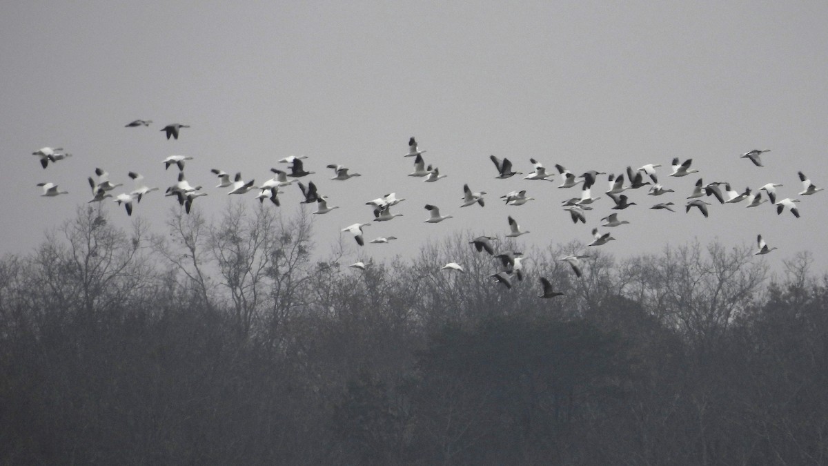 Snow Goose - ML646218294