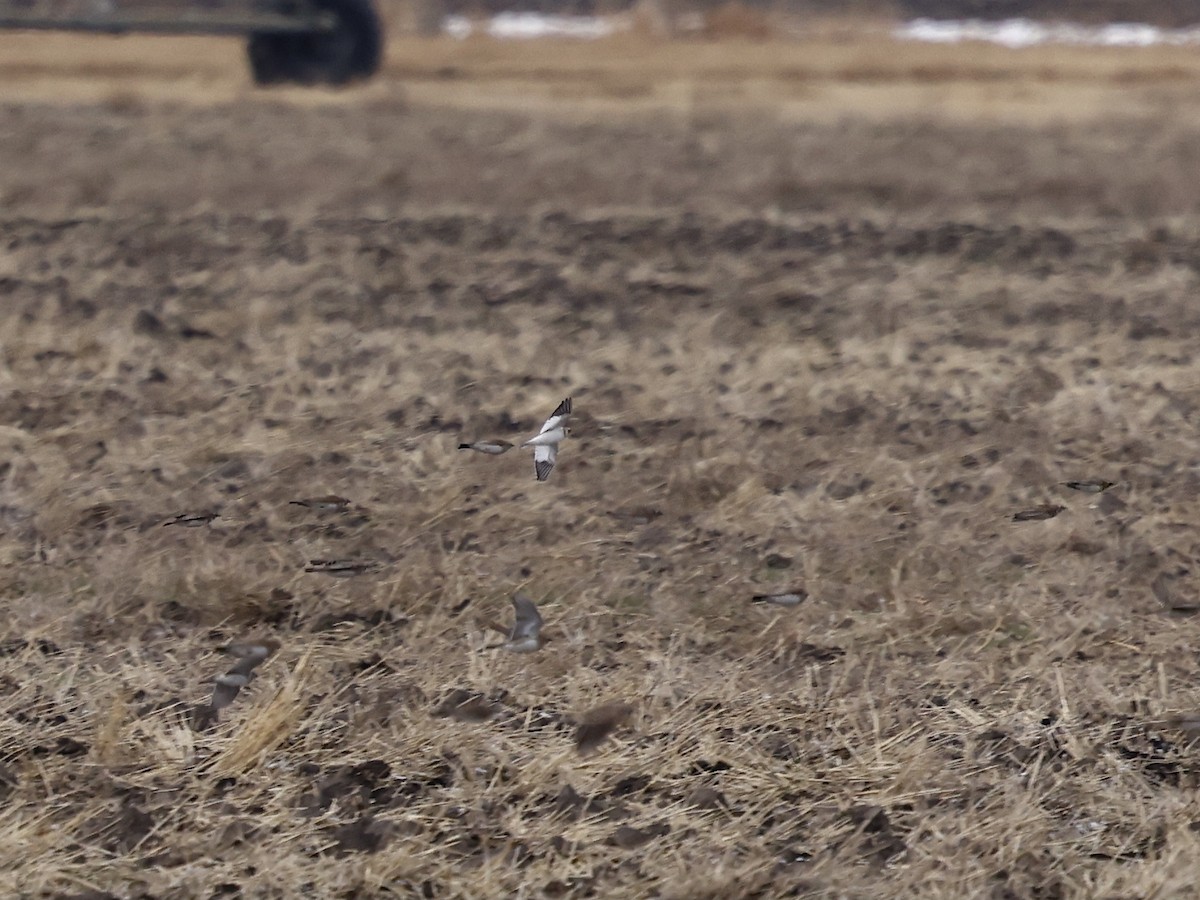 Snow Bunting - ML646218295