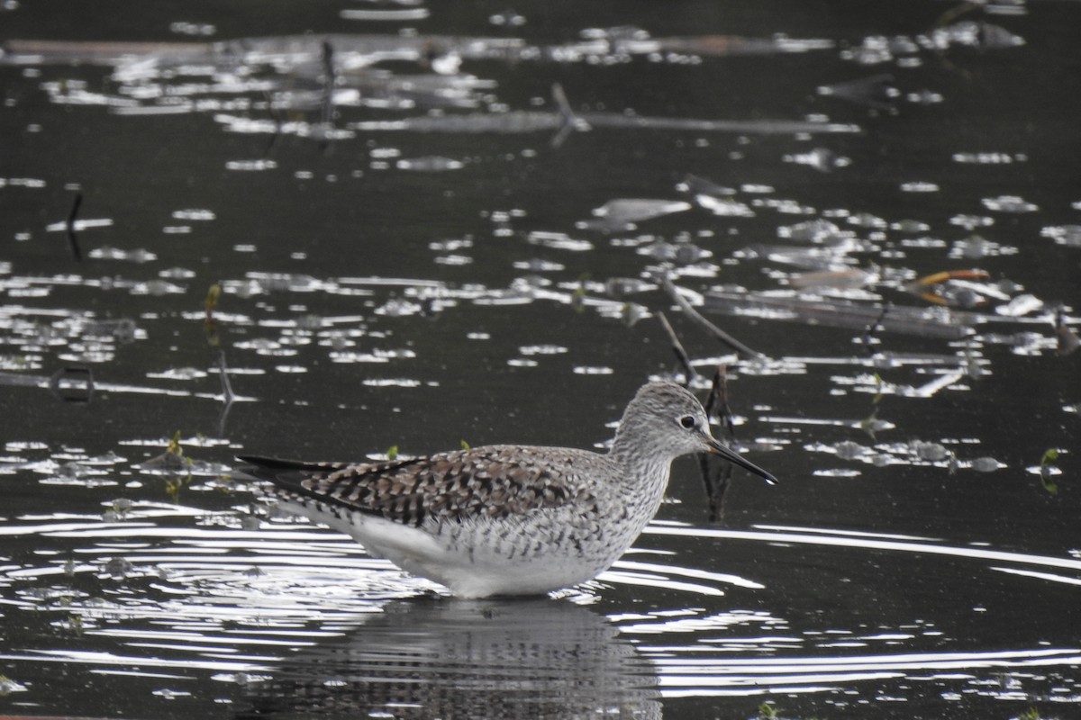 Büyük Sarıbacak - ML646218296