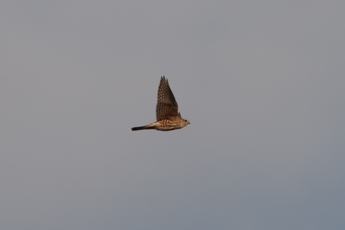 Boz Doğan - ML646218297