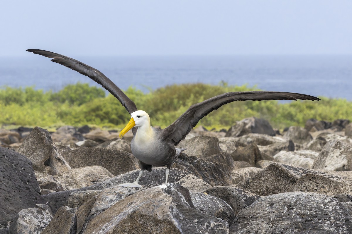 Yazılı Albatros - ML646218298