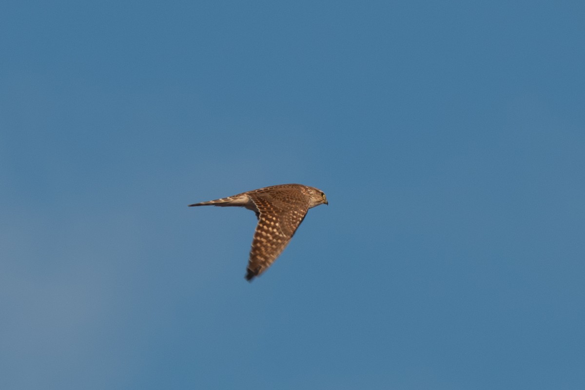 Boz Doğan - ML646218299