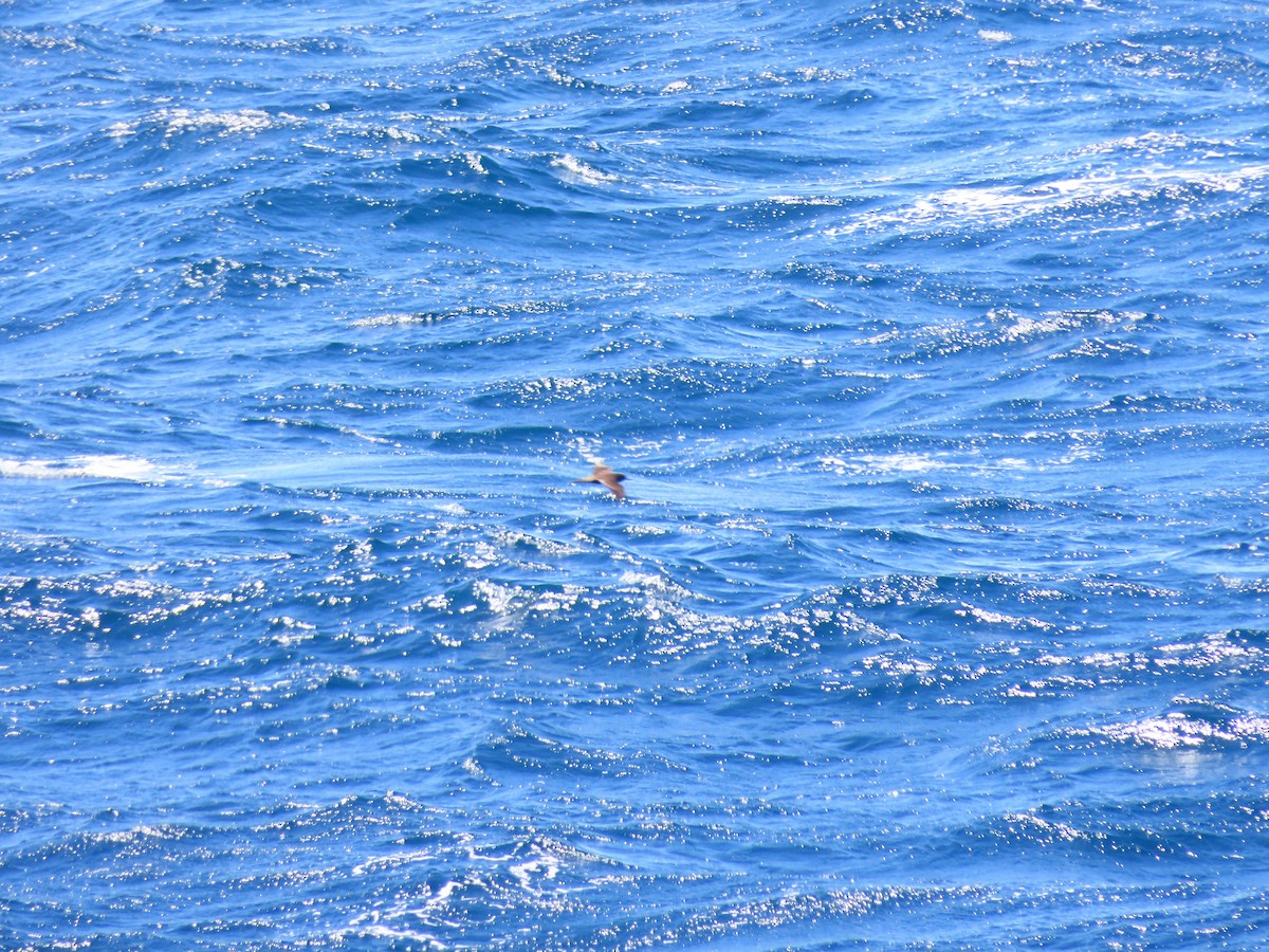 Wedge-tailed Shearwater - ML646218301