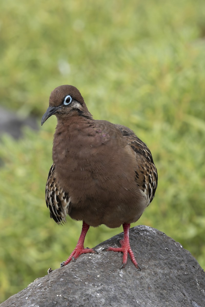 Galapagos Kumrusu - ML646218302