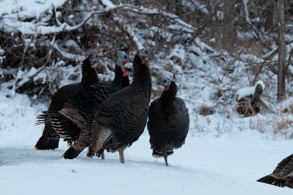 Wild Turkey - ML646218303