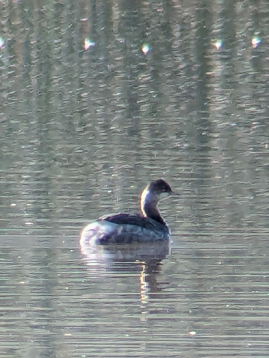 potápka černokrká - ML646218304